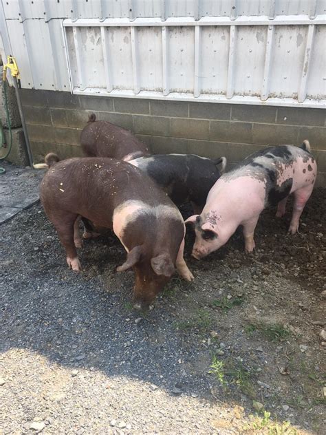 and 60 lbs. . Hogs for sale near me